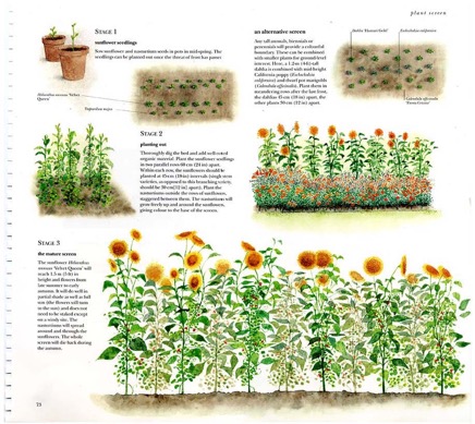 sunflowers illustrated map.jpg